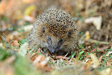 建造、探索、生存！|《星际裂变》首次公开游戏测试官宣